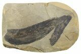 Fern (Macroneuropteris) Fossil - Mazon Creek #262590-1